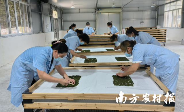 粤桂协作忻城县桑蚕全产业链项目安东基地小蚕共育车间。