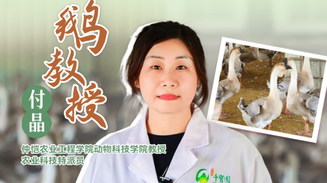 鹅教授付晶：母鹅就巢及时抓取醒抱 | 农技先锋行
