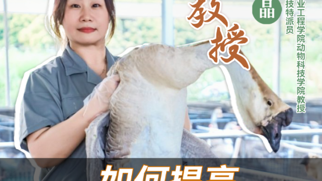 鹅教授付晶：如何提高狮头鹅受精率？ | 农技先锋行