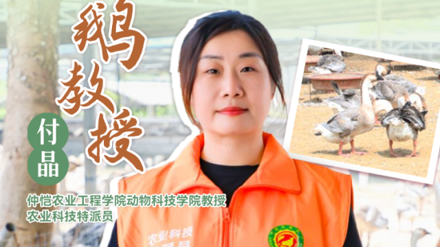 鹅教授付晶：反季节养殖两大关键 | 农技先锋行