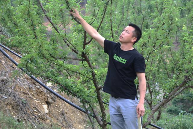 黄波在察看果树生长情况。