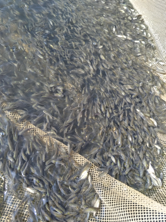 羅非魚魚苗,。