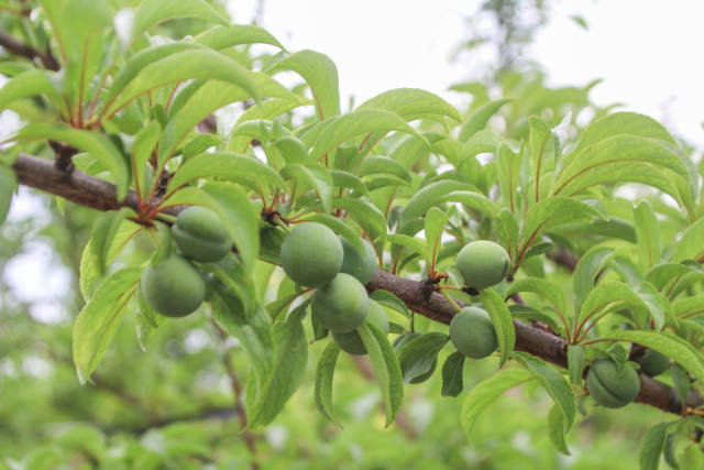 贵州镇宁蜂糖李成熟倒计时。