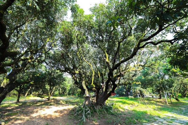 羊角禄段古荔园。 羊角禄段古荔园。