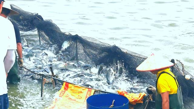 养殖户在鱼塘网罗非鱼。