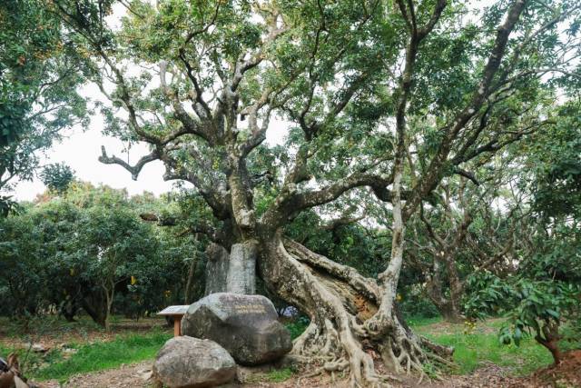 茂名有着2000多年的荔枝种植历史，辖内众多古荔园。