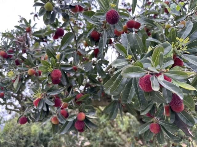 潮阳乌酥杨梅。