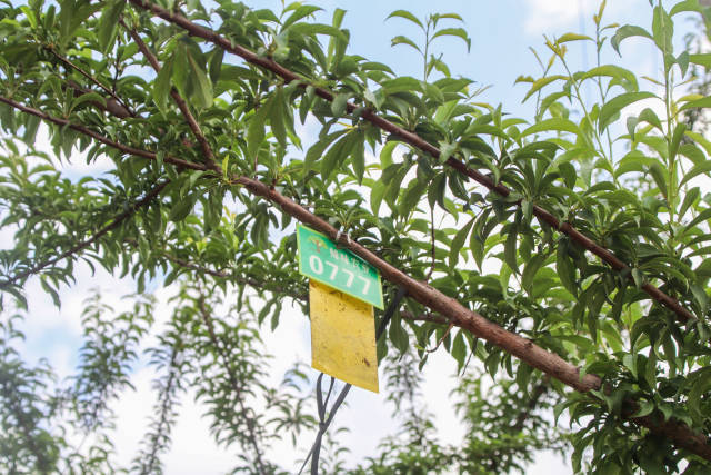 贵州六马蜂味农业科技发展有限公司种植基地里，每颗果树都有相应编号。