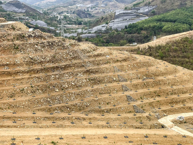 东西部协作共建蜂糖李高标准现代农业示范园里，梯田平整美观，树苗横纵成行。