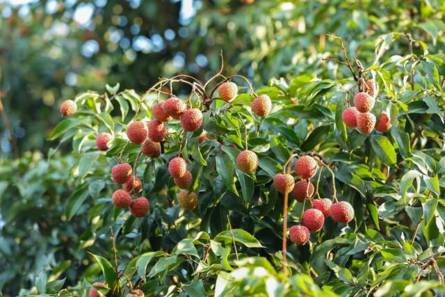 进入五月，茂名荔枝渐红。