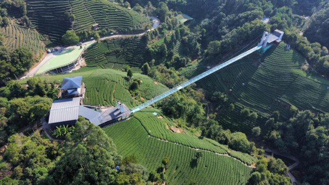 昭平茶生产基地。