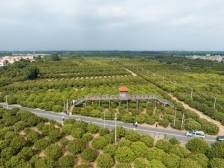 喊上海人民吃仙品荔！仙品荔书记赴沪拓荔枝市场