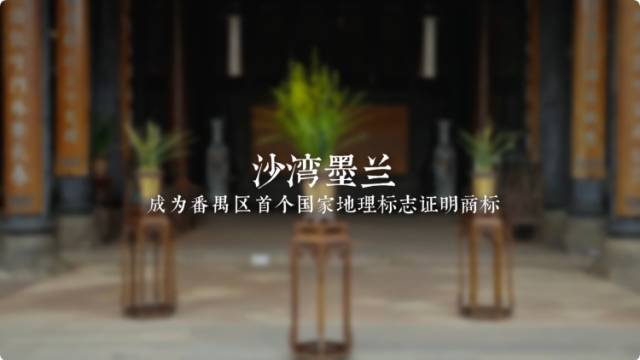 兰香鱼跃，和美沙湾！《发现墨兰》宣传片重磅发布