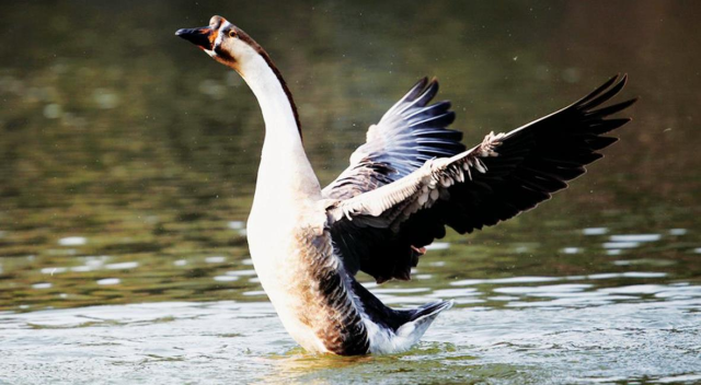 高明三洲黑鹅亮相央视栏目
