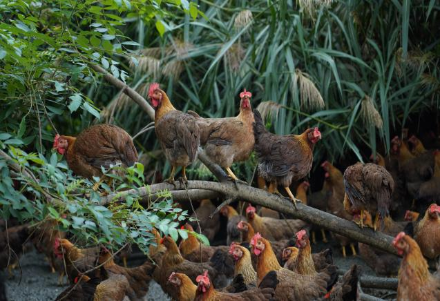 清远鸡产业综合产值已超百亿元。