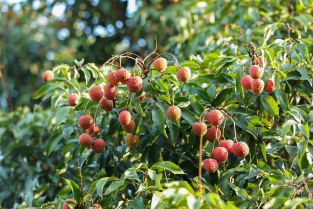 进入五月，茂名荔枝渐红。