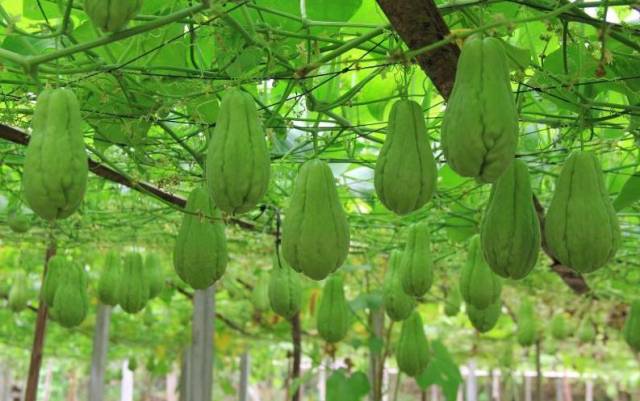 国家地理标志产品——新丰佛手瓜。