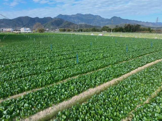 新丰县蔬菜省级现代农业产业园。