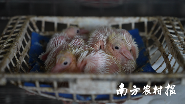 英德鸽“宝宝”。