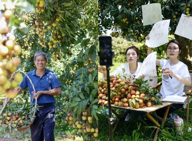 果农采摘荔枝、荔枝直播带货。
