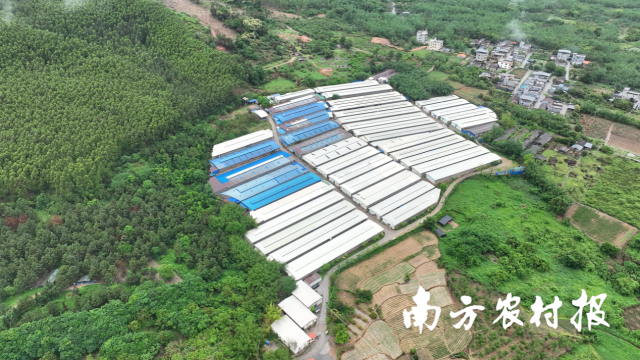 一排排鸽棚坐落山脚。