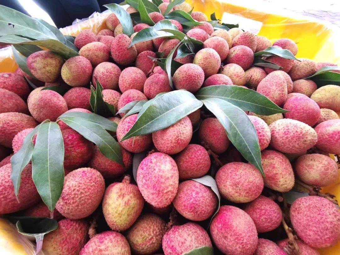 增城三月红荔枝。上市熟荔