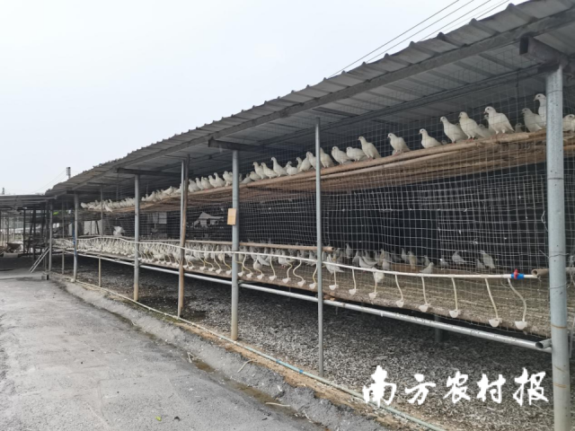 兴隆养殖场的鸽舍。