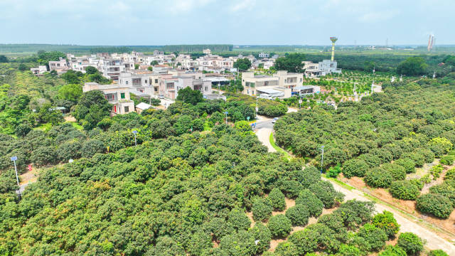 荔林中的乌塘镇风景如画