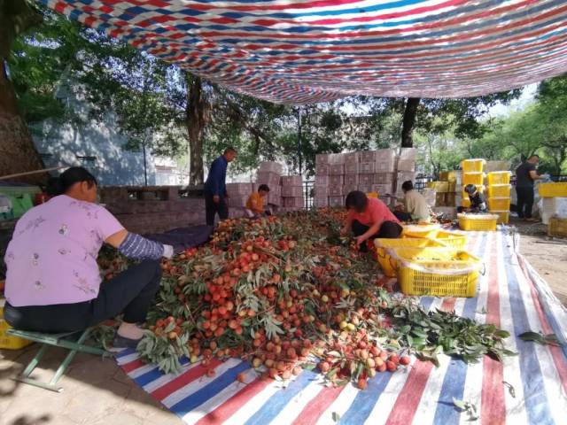果农打包荔枝。