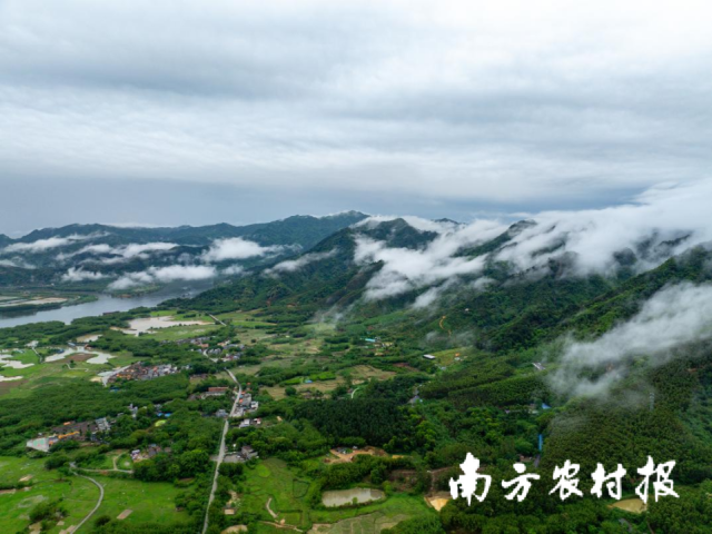 英德的气候、地理条件适合开展肉鸽养殖。