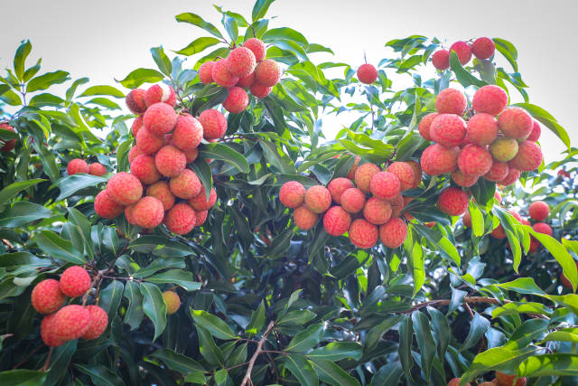 湛江遂溪是大陆早熟荔枝的核心产区，“仙品荔”远近闻名