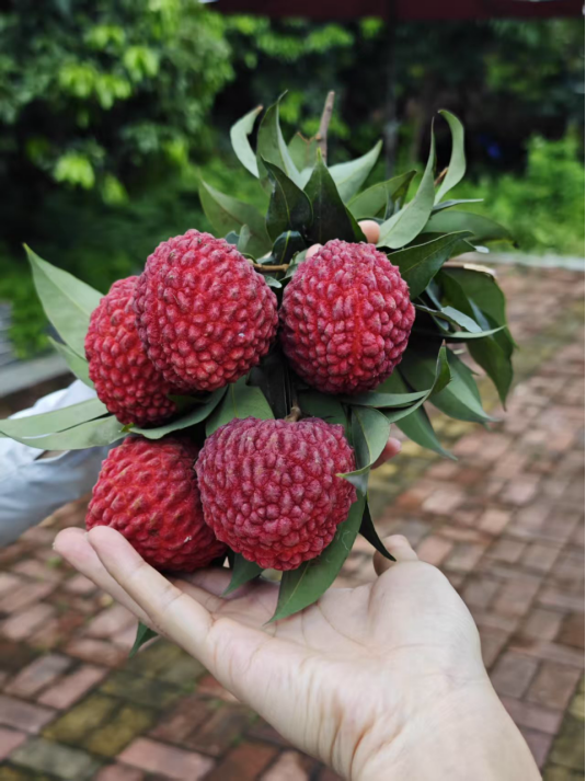 东莞荔枝：这一次我要夺回我的一切｜莞有料_南方+_南方plus
