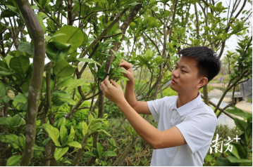 茂名化州市培林橘红种植专业合作社社长廖志略。