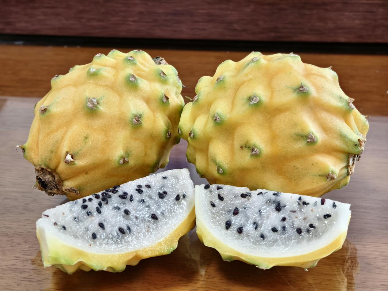 异域“黄金果”擦亮惠城特色农业新名片