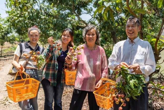 游客在民众街道果园体验荔枝自摘。