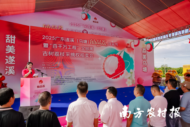 170万元成交！遂溪乌塘拍卖三棵古荔枝树采摘权