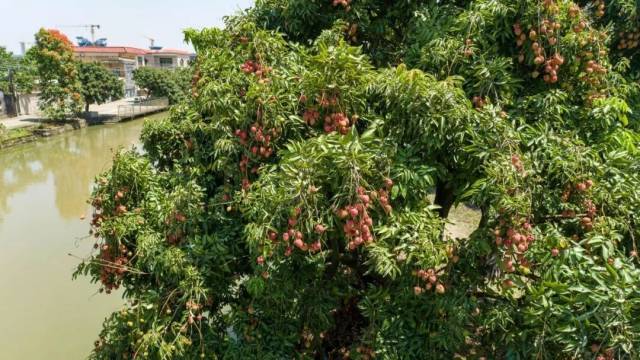 采摘游火热！中山万亩荔枝甜蜜上市