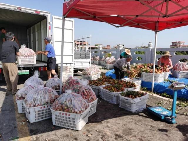 采购商将整理好的三月红荔枝装车。