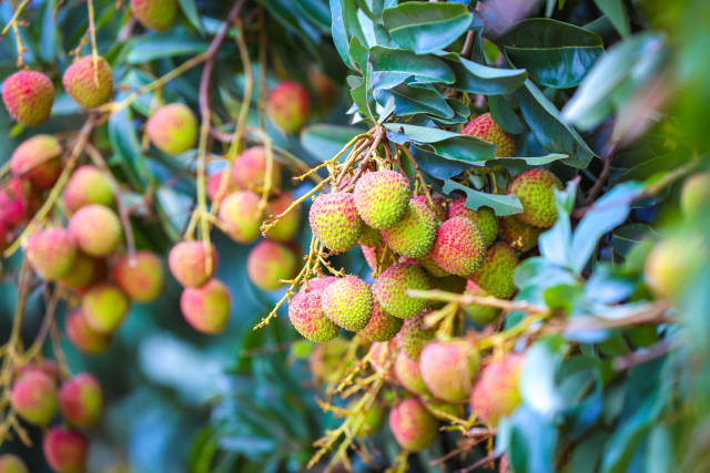 遂溪乌塘“仙品荔”次第转红