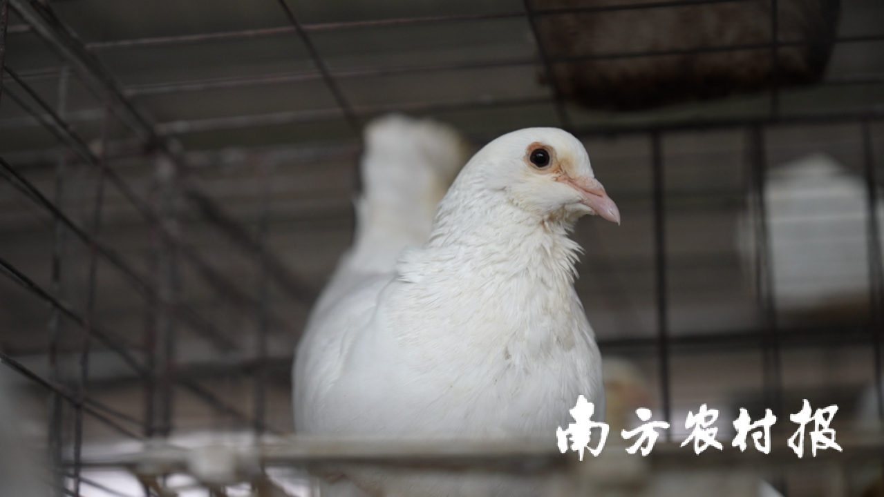 英德鸽。塘镇