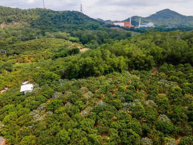 中山南朗荔枝果园。