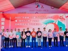 170万元成交！遂溪乌塘拍卖三棵古荔枝树采摘权