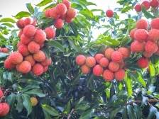 遂溪仙品荔采购地图来了！