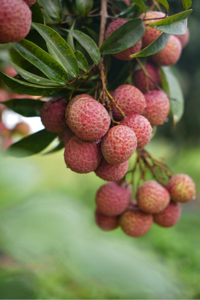 初夏的阳江，荔枝林正酝酿着一场甜蜜的盛宴。