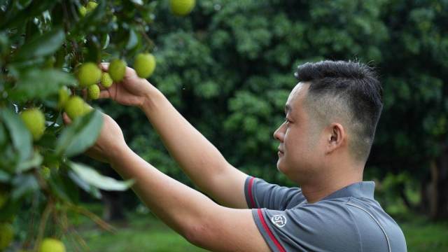 顺丰为东莞观音绿之鲜美护航。