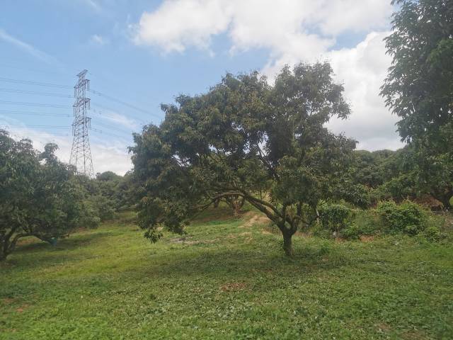 汕尾荔枝园采用生草栽培技术，减少农药使用。