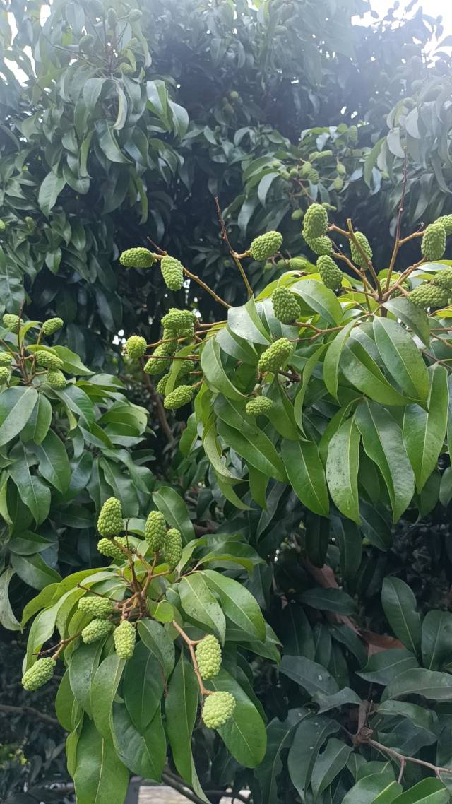 汕尾荔枝今年掛果理想。