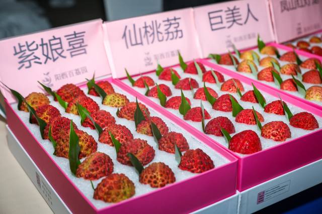 阳江优质荔枝品种丰富。