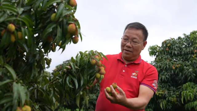 阳西荔枝龙眼协会会长补建华在“百荔园”察看荔枝长势。