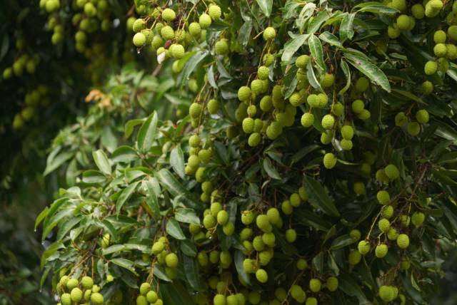 茂南古荔即将迎来上市季。